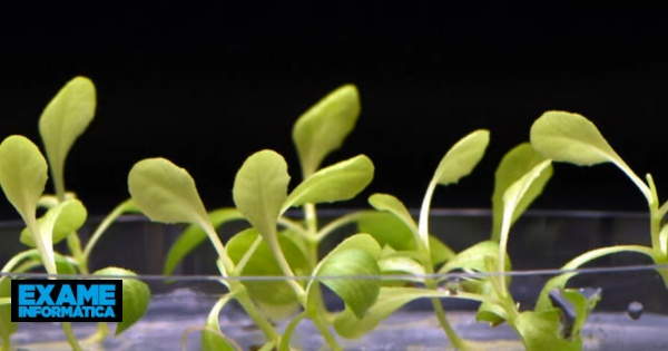 Fotossíntese artificial: plantas conseguem crescer mesmo na completa escuridão